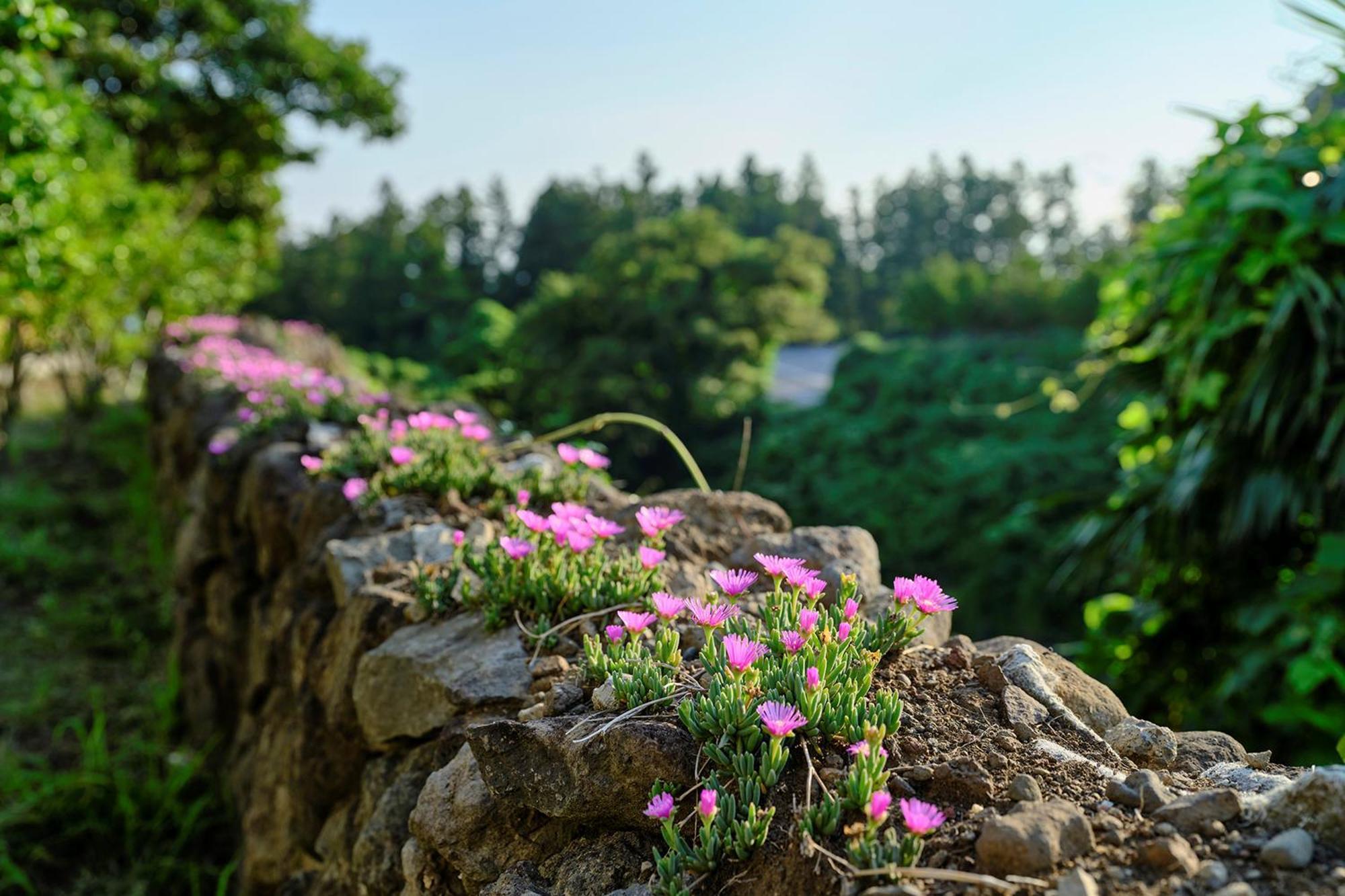 Shin Shin Hotel Jeju City Εξωτερικό φωτογραφία